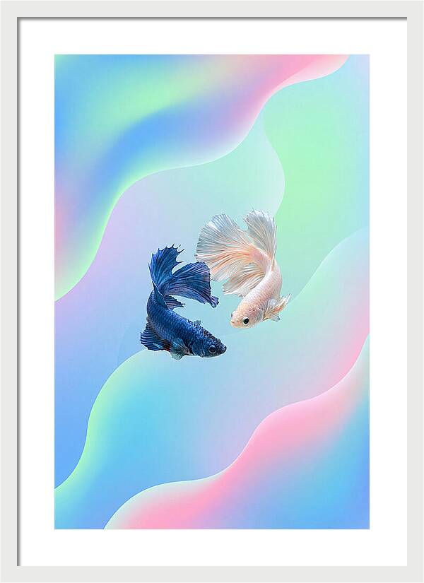 Siamese Fighting Fish Dance