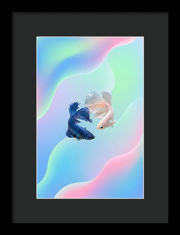 Siamese Fighting Fish Dance