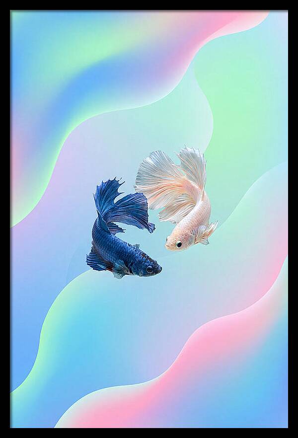 Siamese Fighting Fish Dance