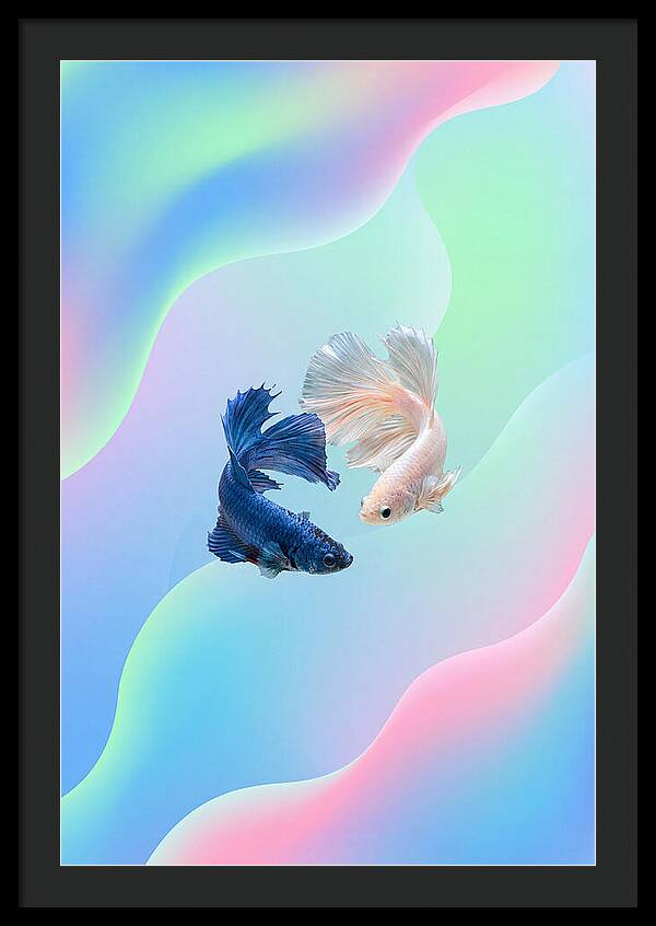 Siamese Fighting Fish Dance