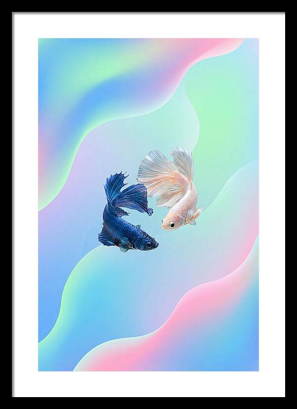 Siamese Fighting Fish Dance