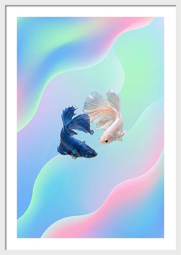 Siamese Fighting Fish Dance