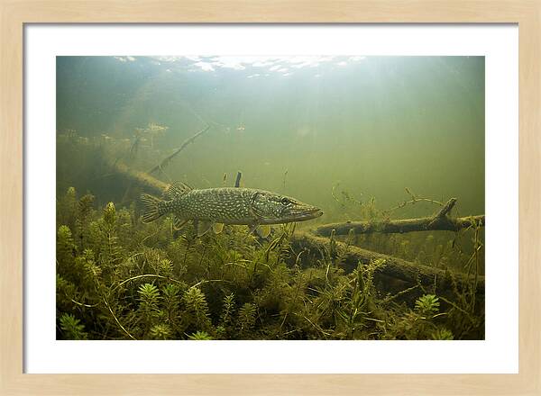 Silent Hunter Beneath The Surface