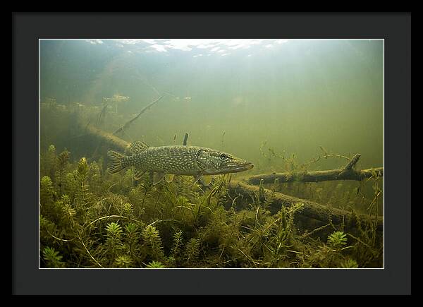 Silent Hunter Beneath The Surface