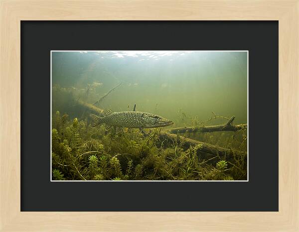 Silent Hunter Beneath The Surface