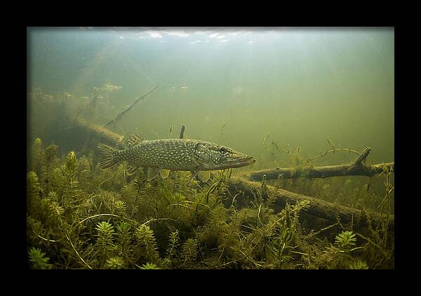 Silent Hunter Beneath The Surface