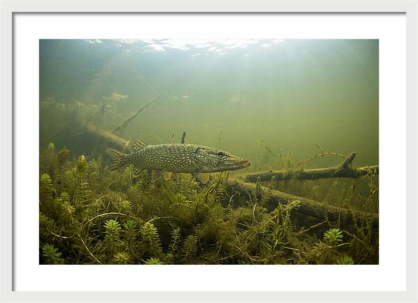 Silent Hunter Beneath The Surface