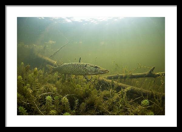 Silent Hunter Beneath The Surface