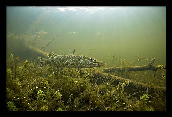 Silent Hunter Beneath The Surface