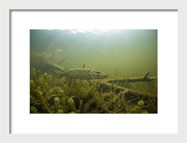 Silent Hunter Beneath The Surface