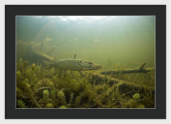 Silent Hunter Beneath The Surface
