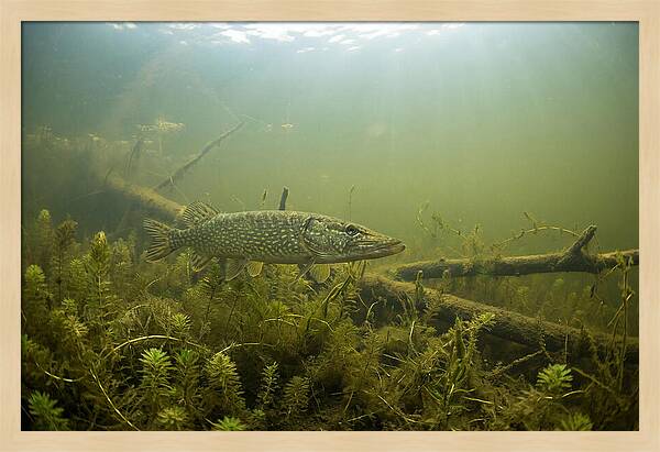 Silent Hunter Beneath The Surface