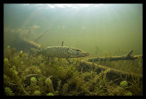 Silent Hunter Beneath The Surface