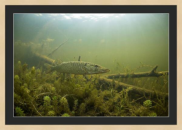 Silent Hunter Beneath The Surface