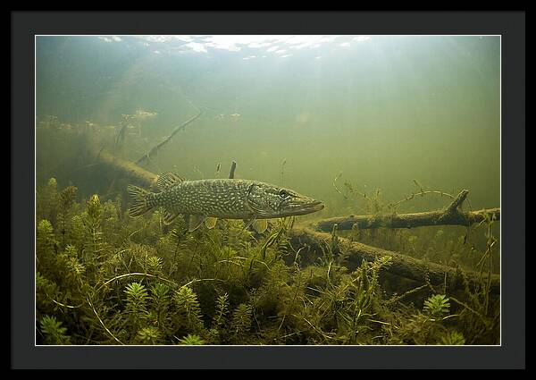 Silent Hunter Beneath The Surface