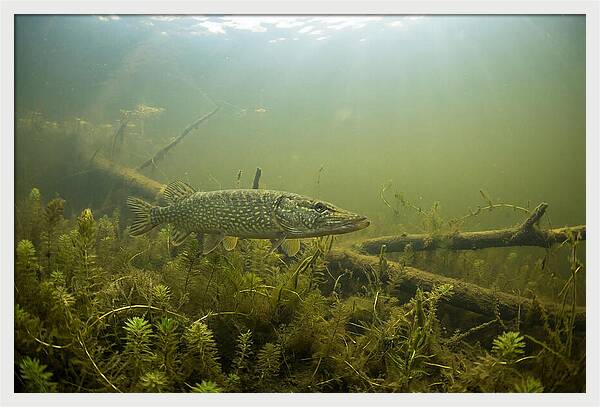 Silent Hunter Beneath The Surface