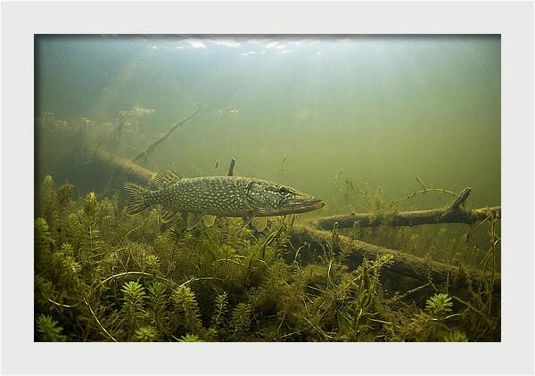 Silent Hunter Beneath The Surface