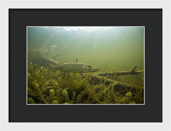Silent Hunter Beneath The Surface