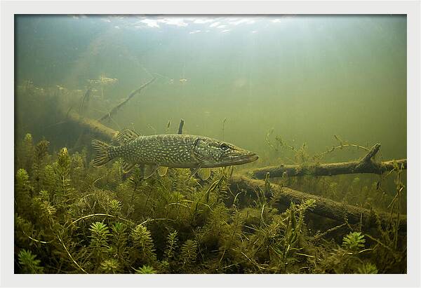Silent Hunter Beneath The Surface