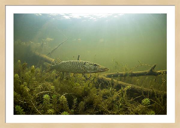 Silent Hunter Beneath The Surface