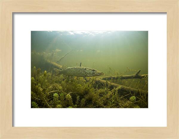 Silent Hunter Beneath The Surface