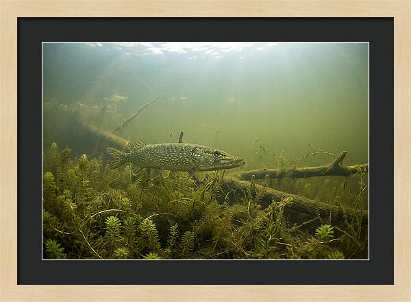 Silent Hunter Beneath The Surface