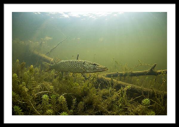 Silent Hunter Beneath The Surface