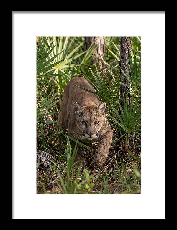 Silent Stalker Of The Everglades
