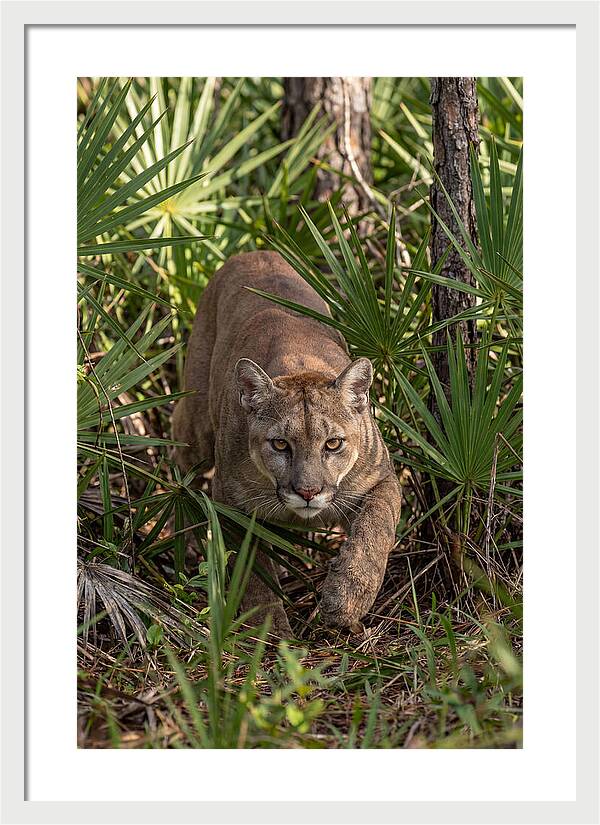 Silent Stalker Of The Everglades