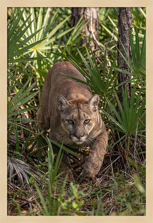Silent Stalker Of The Everglades