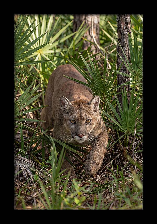 Silent Stalker Of The Everglades