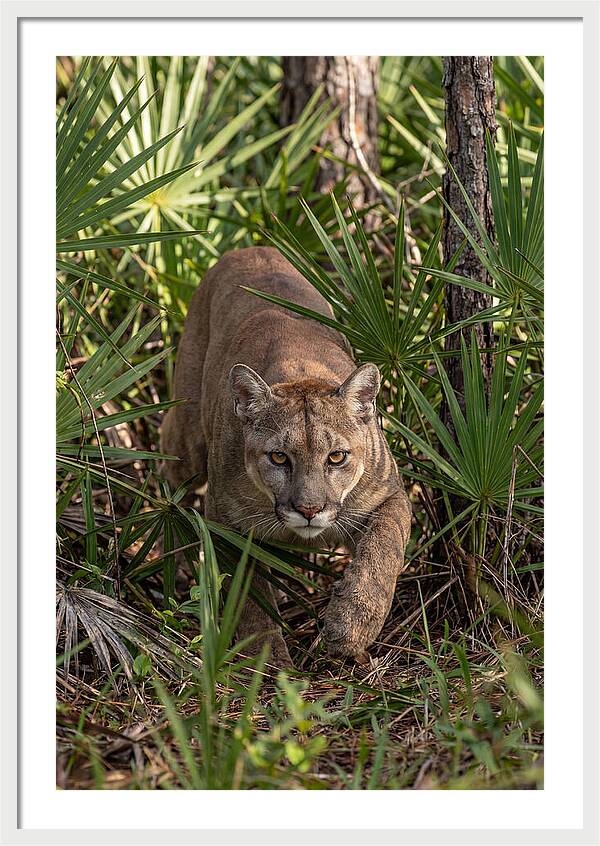 Silent Stalker Of The Everglades