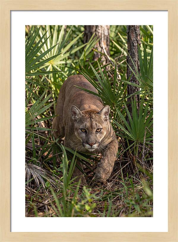 Silent Stalker Of The Everglades