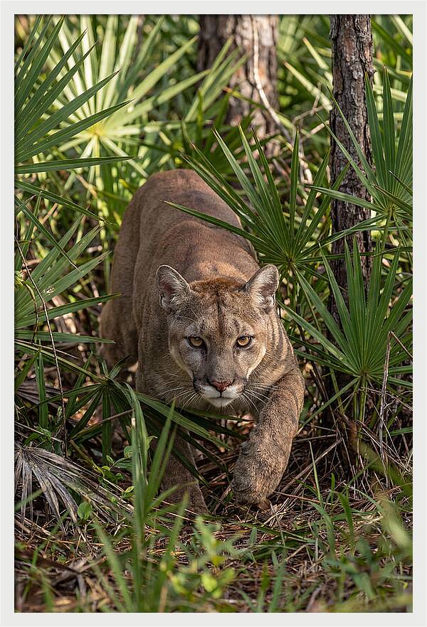 Silent Stalker Of The Everglades