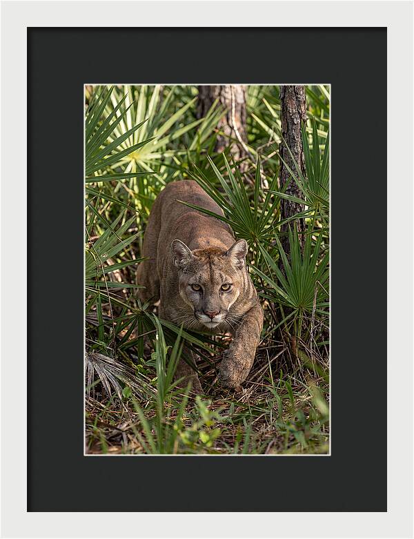 Silent Stalker Of The Everglades
