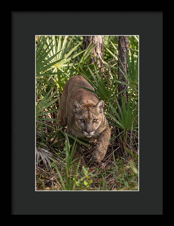 Silent Stalker Of The Everglades