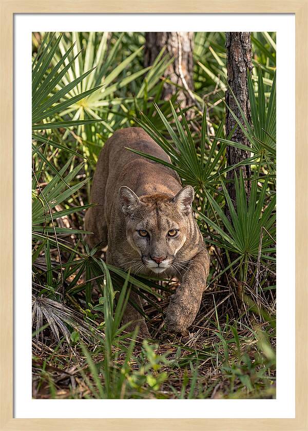 Silent Stalker Of The Everglades