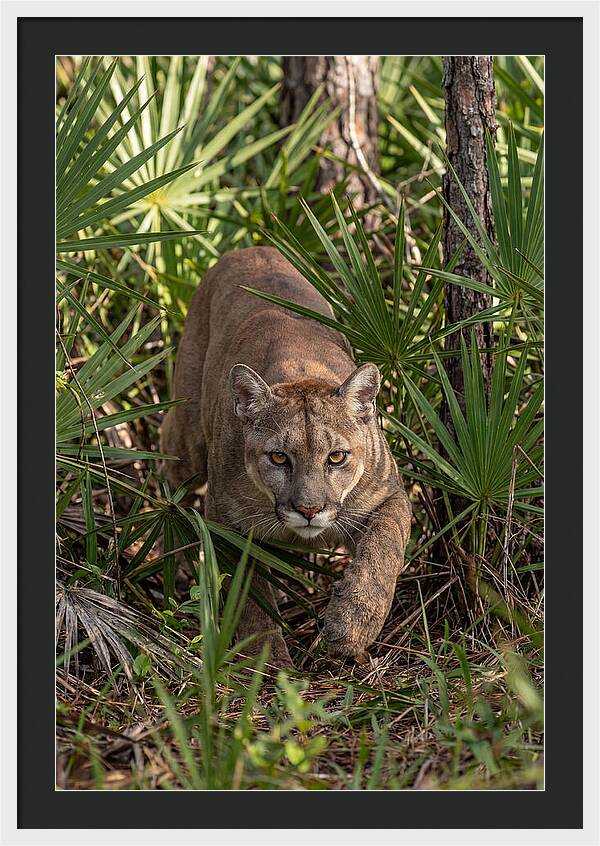 Silent Stalker Of The Everglades
