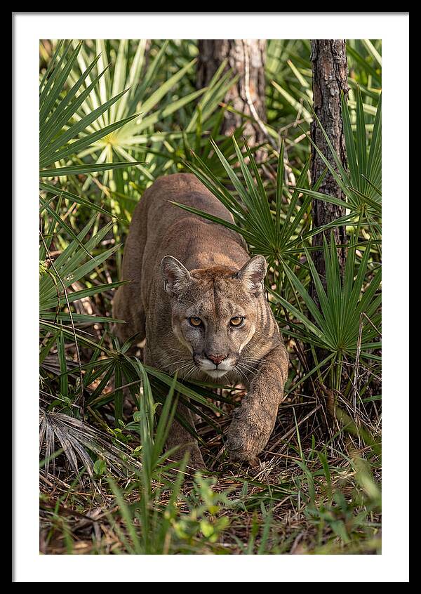 Silent Stalker Of The Everglades