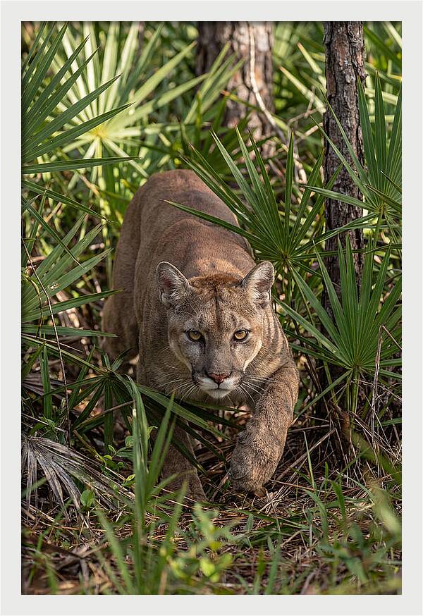 Silent Stalker Of The Everglades