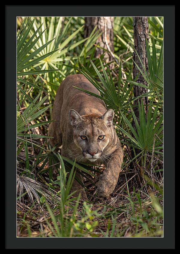 Silent Stalker Of The Everglades