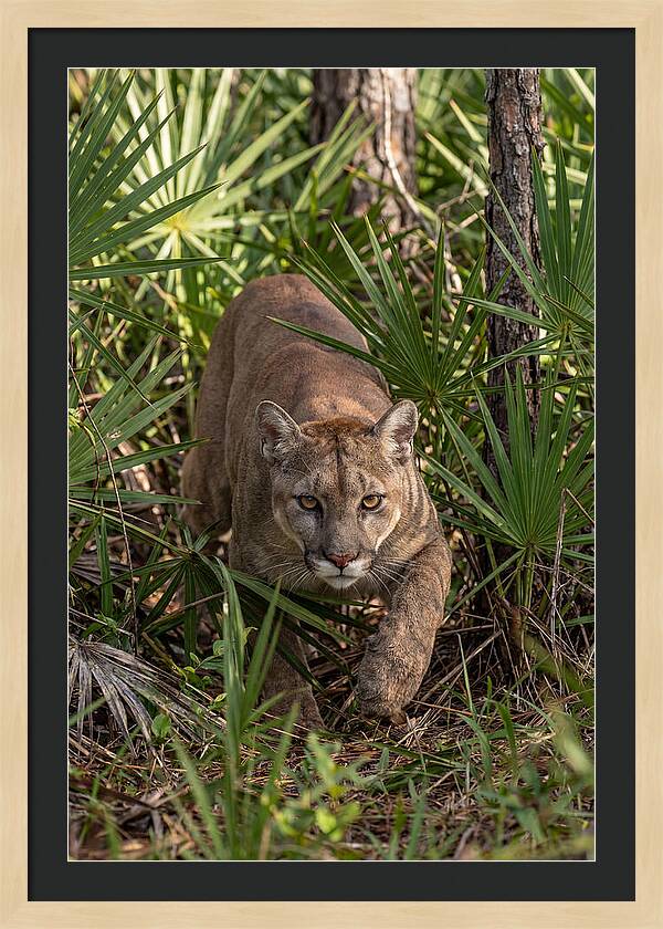 Silent Stalker Of The Everglades