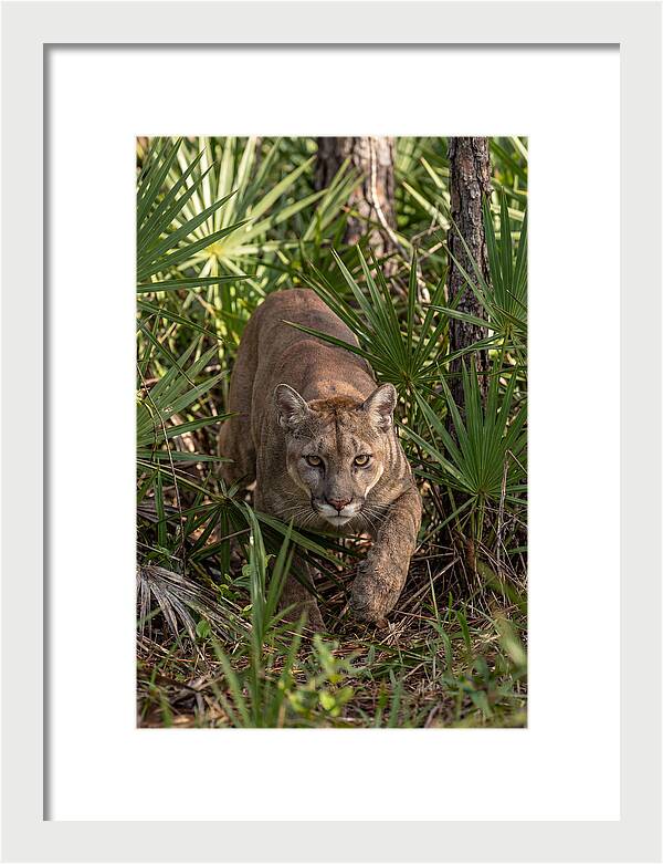 Silent Stalker Of The Everglades
