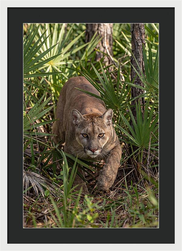 Silent Stalker Of The Everglades