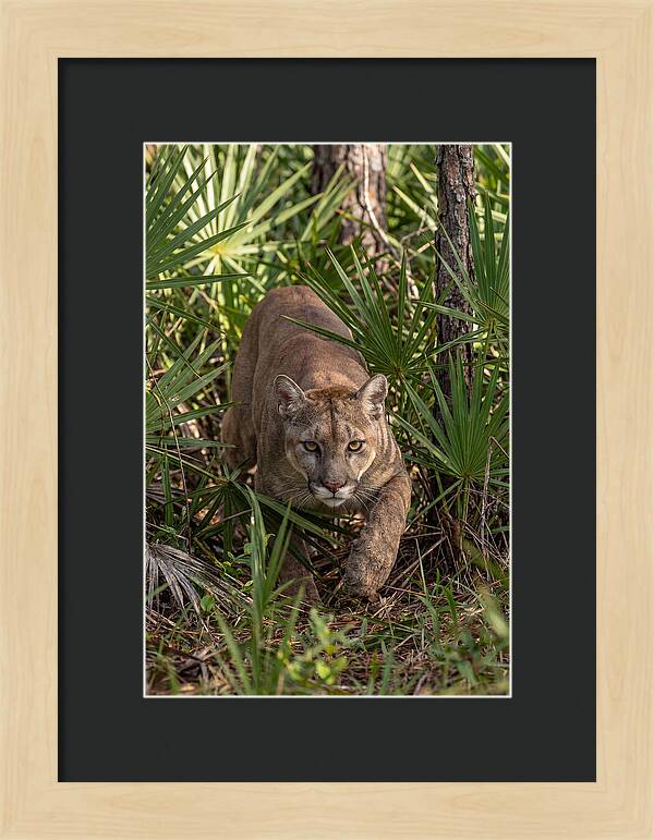 Silent Stalker Of The Everglades