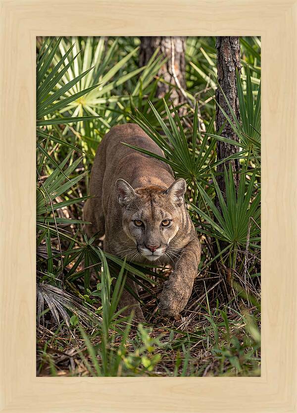 Silent Stalker Of The Everglades