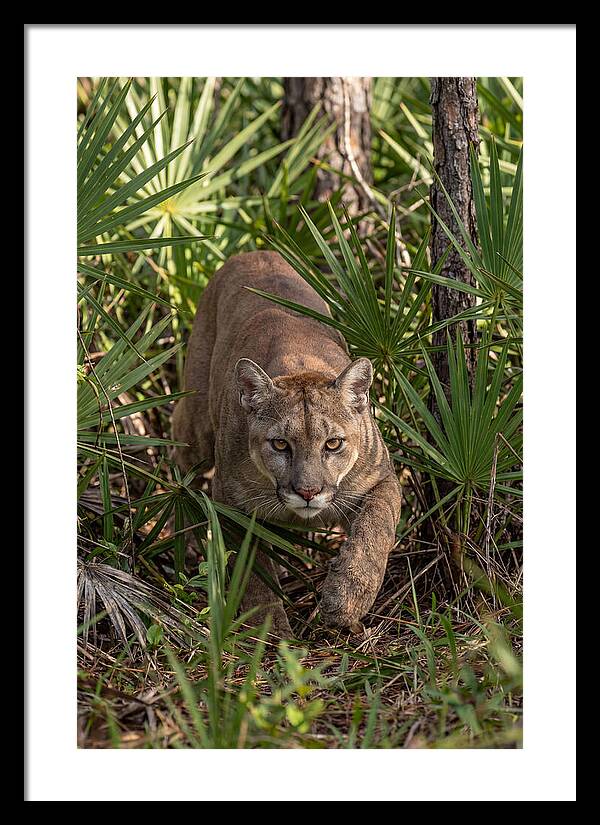 Silent Stalker Of The Everglades