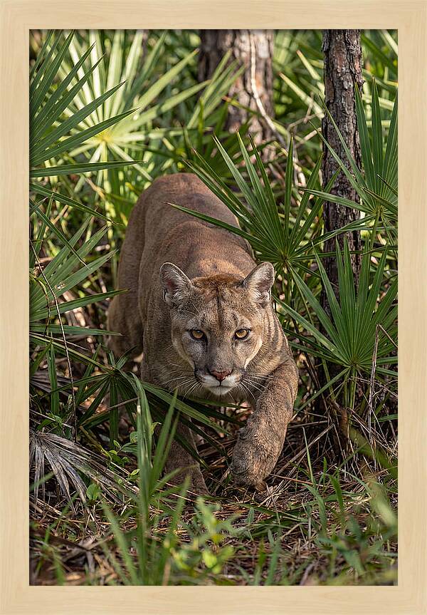 Silent Stalker Of The Everglades