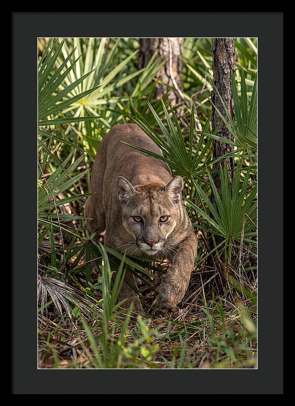 Silent Stalker Of The Everglades
