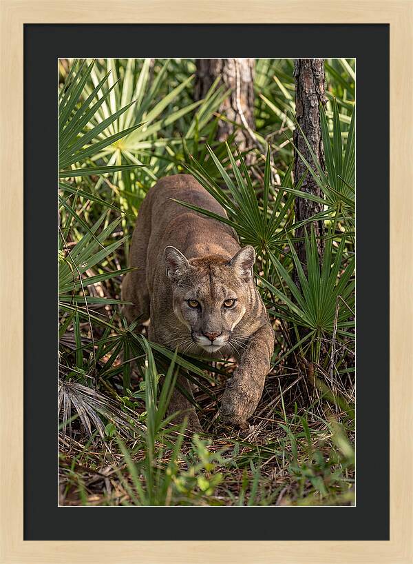 Silent Stalker Of The Everglades
